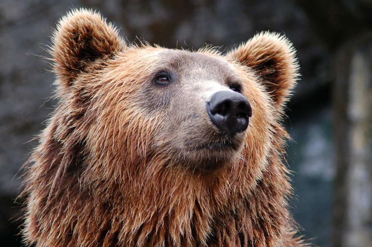 bear-image