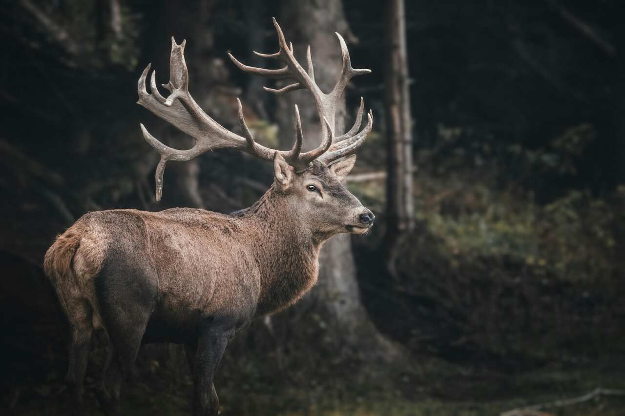 deer-image