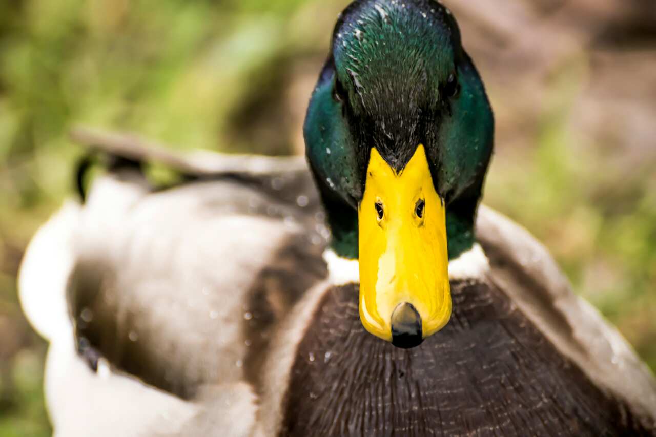 duck-image