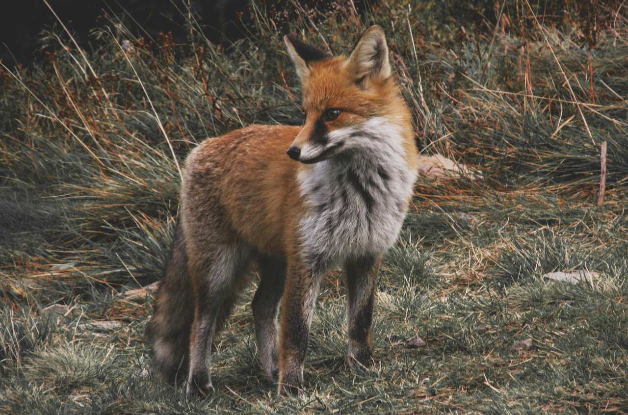 fox-image