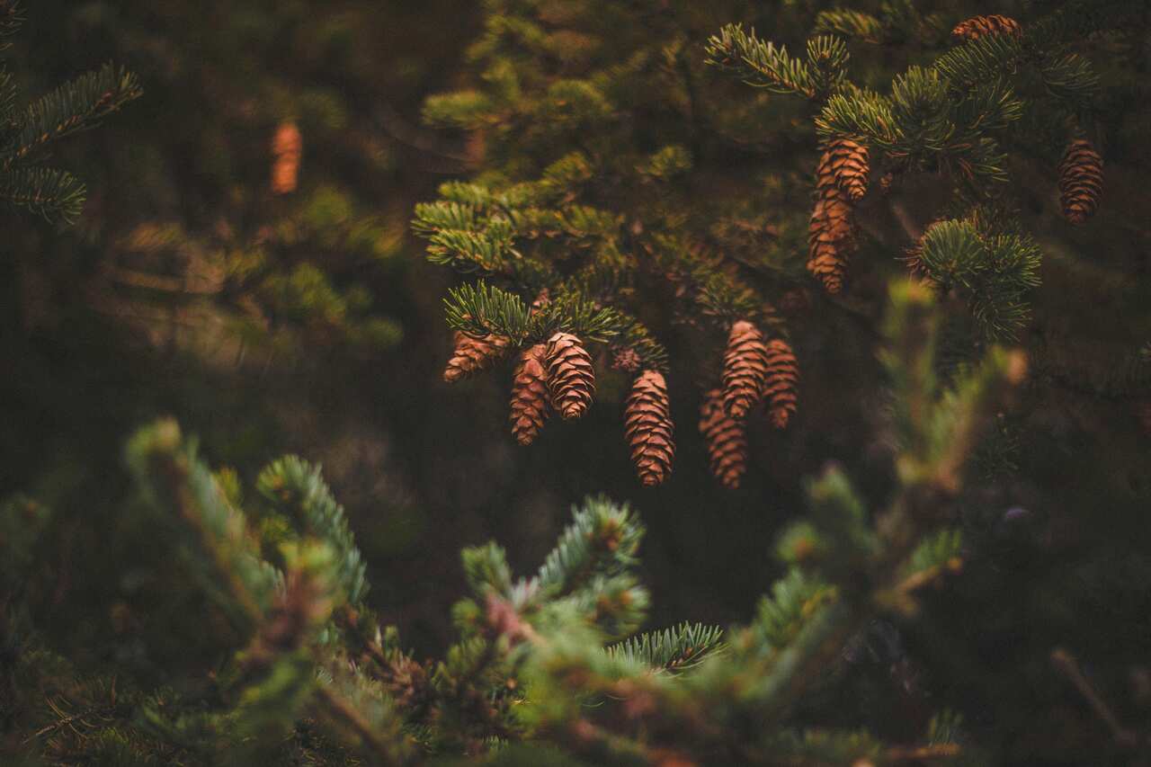 pine-trees-image