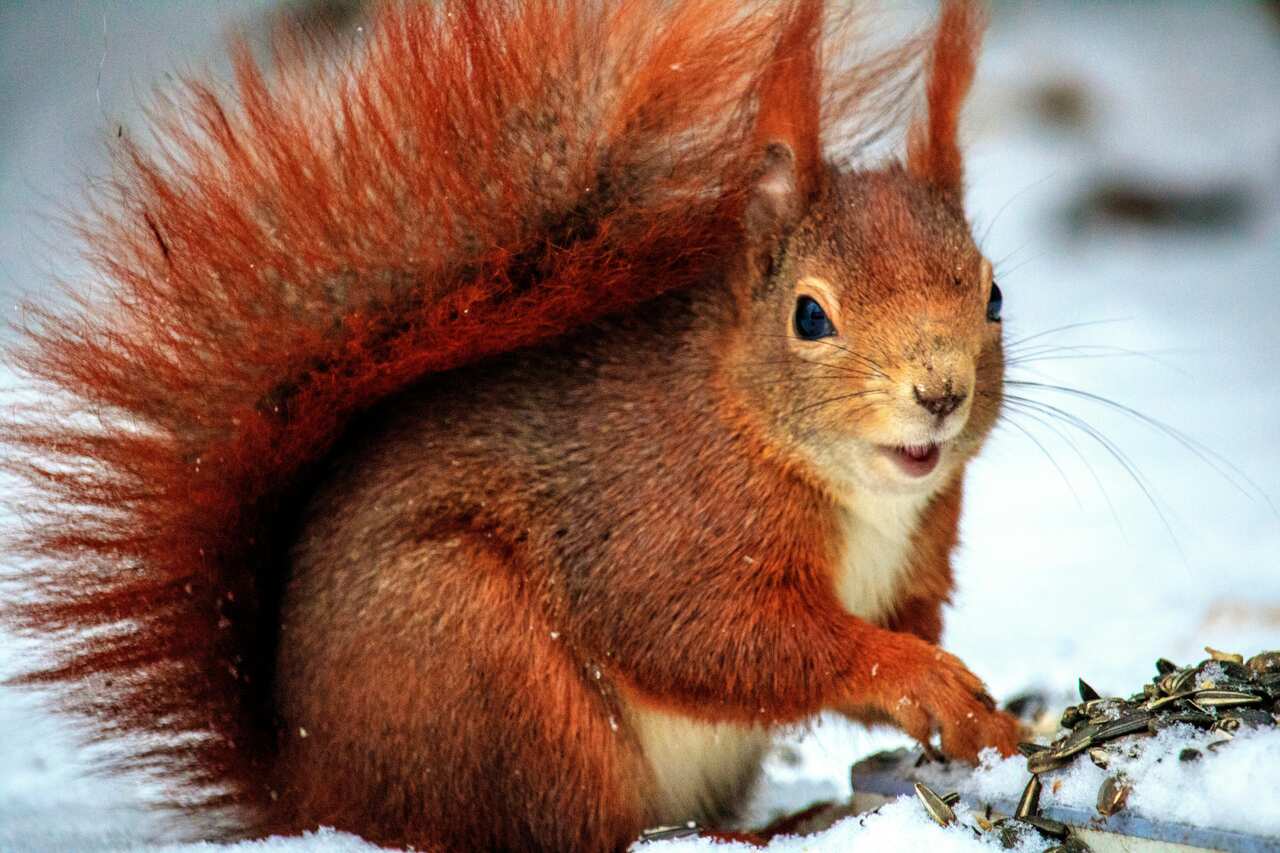 squirrel-image